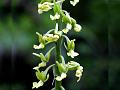 Sword-Leaf Calanthe